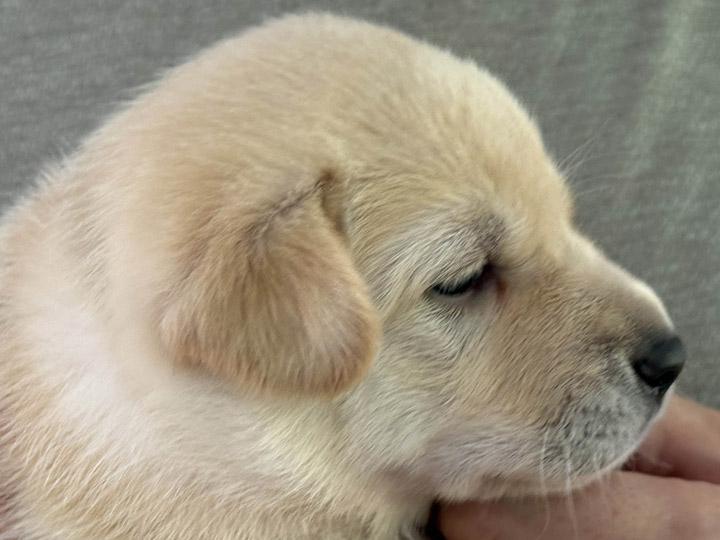 chinook puppy